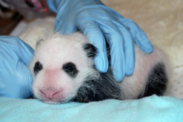 Детеныш гигантской панды родился в Смитсоновском Национальном зоопарке