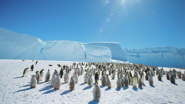 Колония императорских пингвинов в Антарктиде, архивное фото