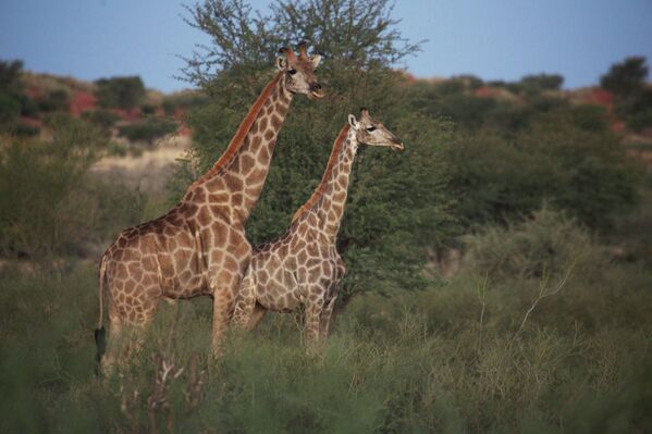 Жирафы в пустыне Калахари в Намибии