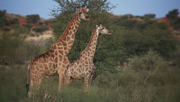 Жирафы в пустыне Калахари в Намибии. Архивное фото.