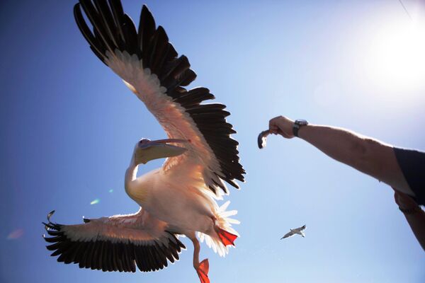 Большой белый пеликан у берегов Намибии