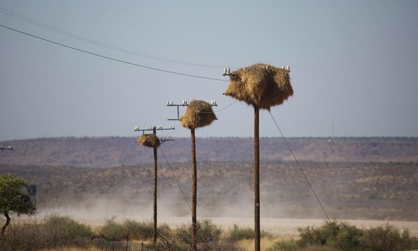 Гнезда на электростолбах в Намибии