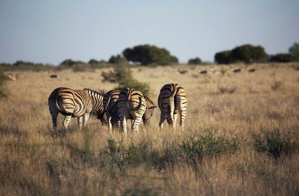 Равнинные зебры в пустыне Калахари в Намибии