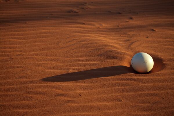 Яйцо африканского страуса в пустыне Калахари в Намибии