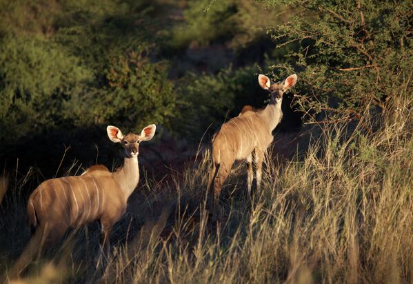 Антилопы Куду в пустыне Калахари в Намибии