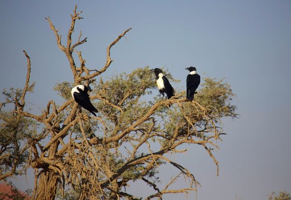 Пегие вороны в пустыне Намиб в Намибии