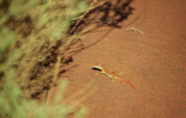 Ящерица с пустыне Намиб