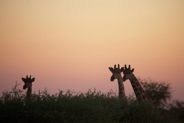 Жираф в пустыне Калахари в Намибии