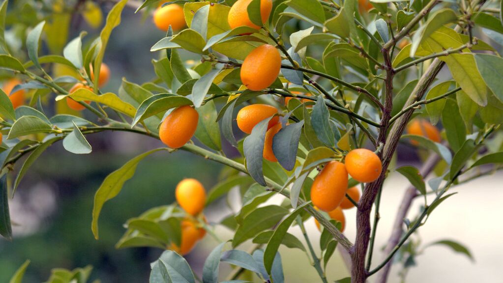 Кумкват - РИА Новости, 1920, 14.11.2025