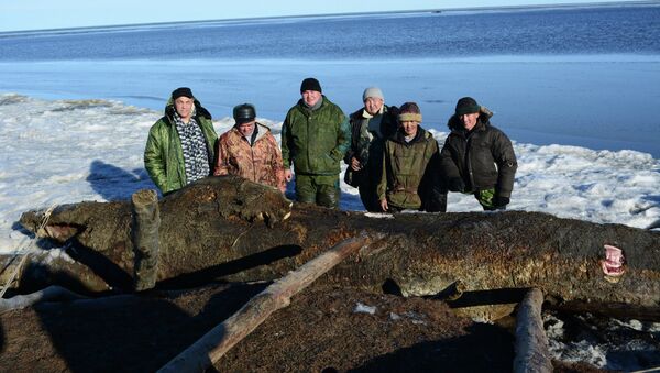 Погибший серый кит обнаружен в устье Колымы в Якутии