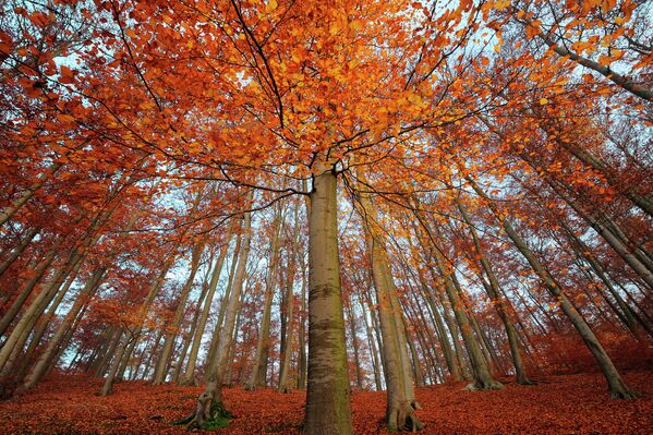 Лучшее Фото Осеннего Леса