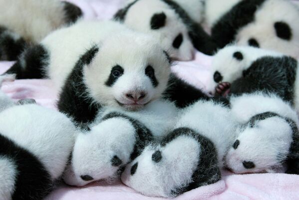 Детеныши гигантской панды в Чэнду
