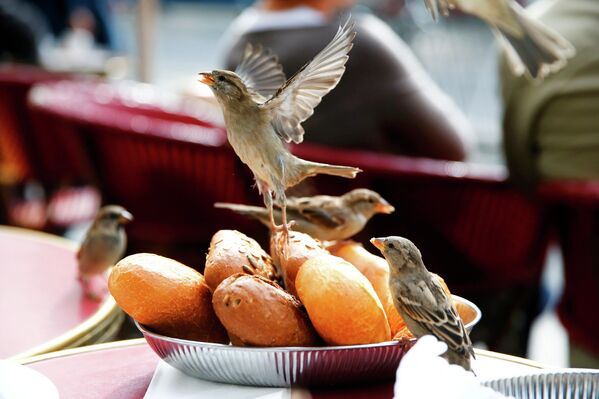 Птицы едят хлеб на террасе ресторана в Берлине
