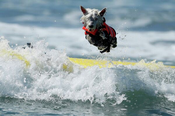 Соревнования по собачьему серфингу в Калифорнии, США