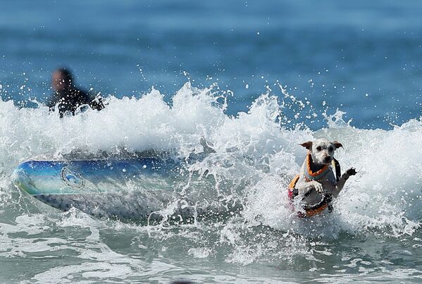 Соревнования по собачьему серфингу в Калифорнии, США