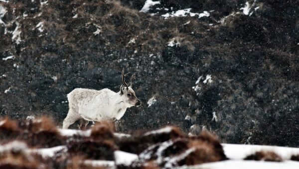 Северный олень вблизи Кангерлуссуака в Гренландии