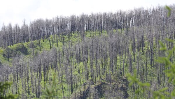 Горелый лес около Чуйского тракта на Алтае, архивное фото