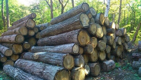 Бизнесмены в Приморье незаконно нарубили дров на 14 млн руб. Фото с места события.