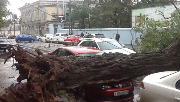 Дерево упало на машины в Ростове-на-Дону, фото с места события
