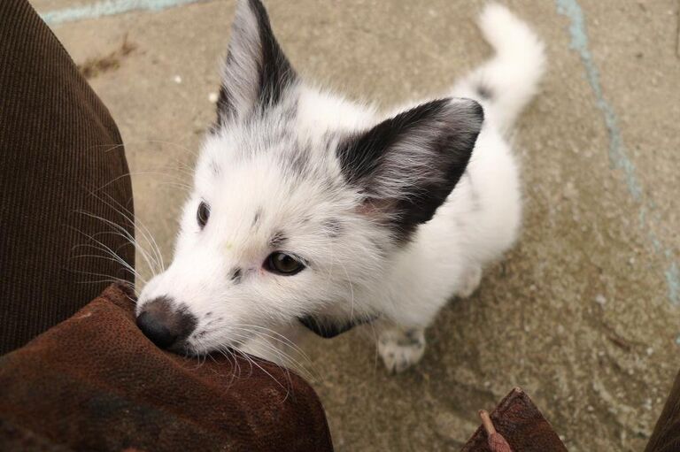 Одомашненная лиса в лаборатории эволюционной генетики Института цитологии Сибирского отделения РАН