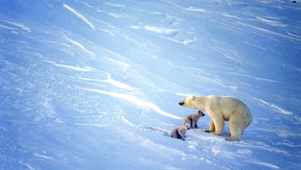 Причины включения белого медведя в красную книгу: экологические тревоги и угрозы выживания