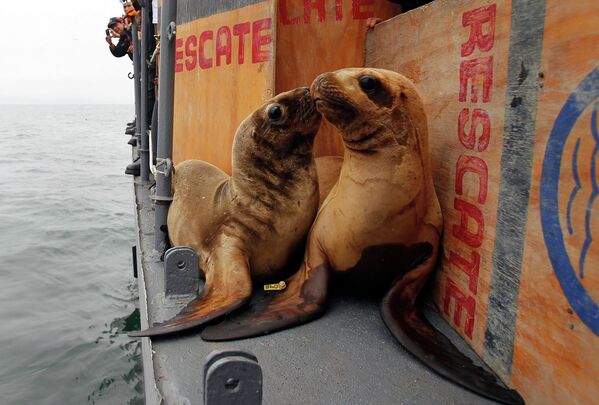 Морские львы Роки и Арья в Перу