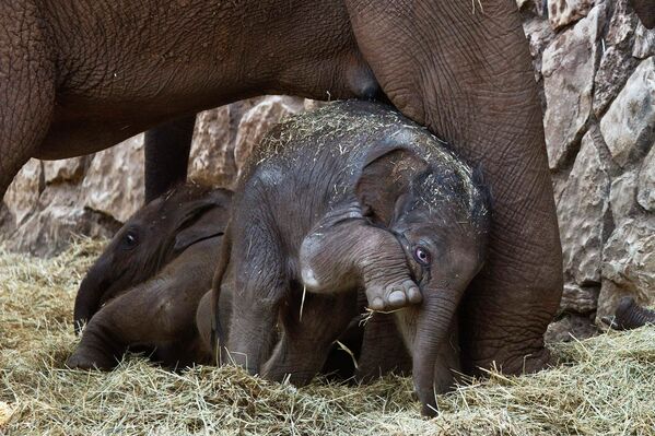 Новорожденный слоненок в зоопарке Тель-Авива