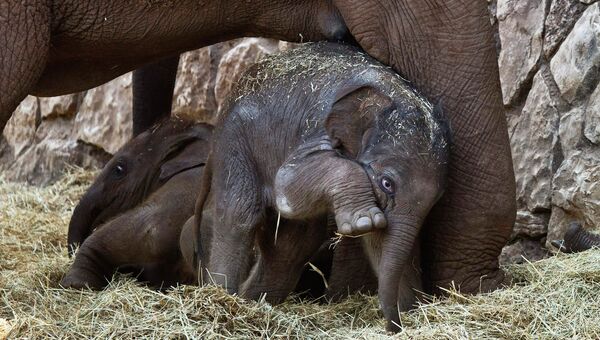 Новорожденный слоненок в зоопарке Тель-Авива