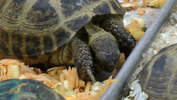 Выброшенных черепах в Новосибирске спасают ваннами, уколами и едой