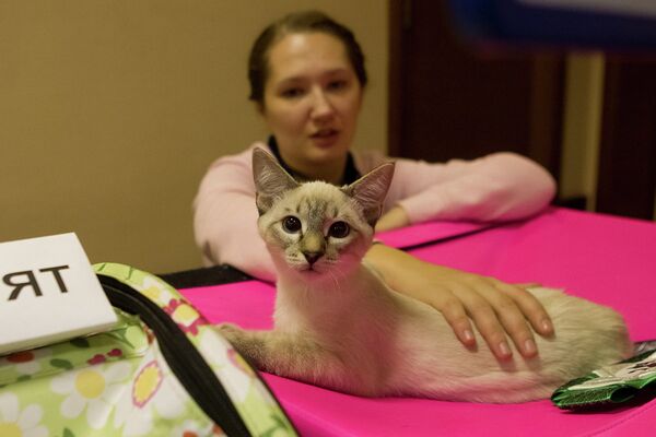 Международная выставка кошек Кубок Сибирских Афин