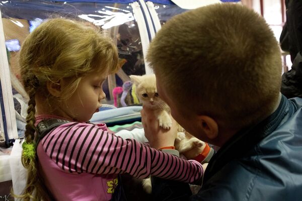Международная выставка кошек Кубок Сибирских Афин