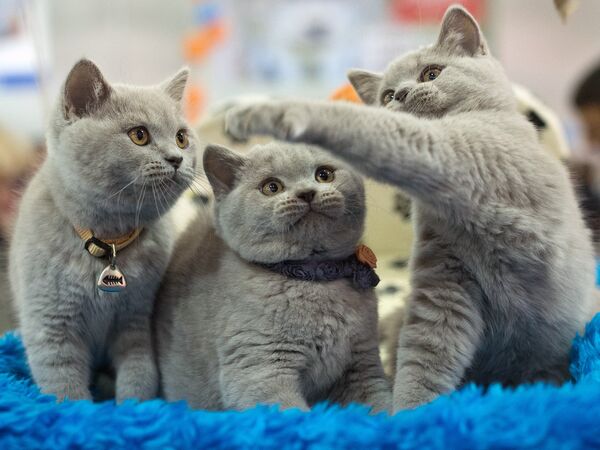 Британские котята на 15-м международном фестивале Экспокот 2013 в МВЦ Крокус-Экспо в Москве