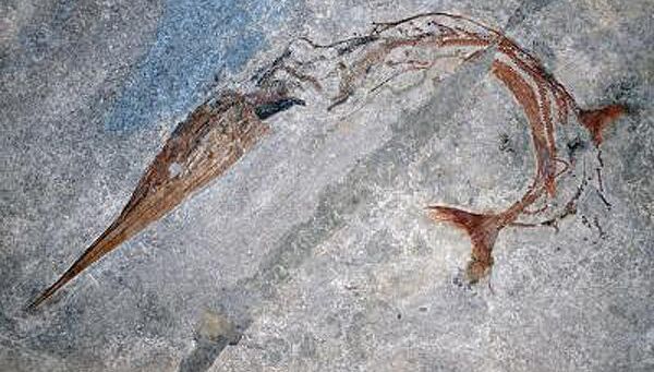 Хорошо сохранившаяся окаменелость древней рыбы Saurichthys curionii позволила ученым найти новый механизм удлинения тела у позвоночных