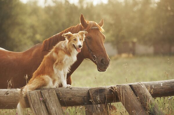Собака породы Бордер-колли с лошадью