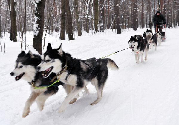 Собаки породы хаски во время патрулирования парка Кузьминки