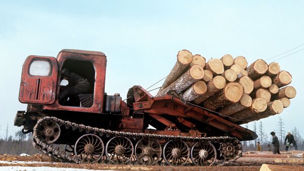 Реферат: Нелегальные рубки и торговля древесиной