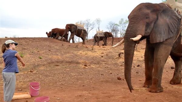 Слоны без предварительного обучения могут догадаться, когда человек показывает им на что-то, архивное фото