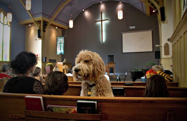 Собака по кличке Люк в одной из церквей Ванкувера