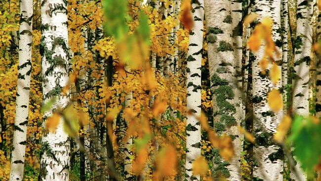 Березовый лес осенью, архивное фото