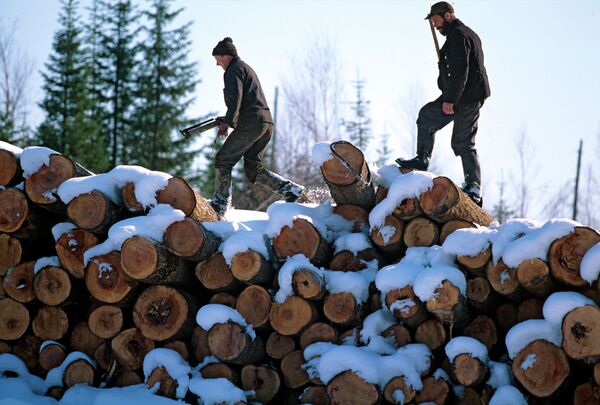 Заготовка леса в  Хабаровске