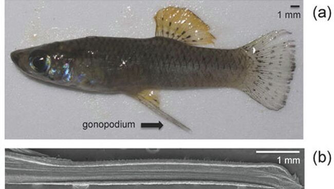 Гоноподий у самцов гамбузий вырастает более длинным и костистым, когда они живут рядом с хищниками, архивное фото