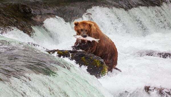 Бурый медведь на Аляске