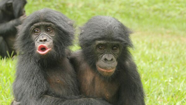 Один молодой бонобо обнимает другого после того как тот проиграл в драке