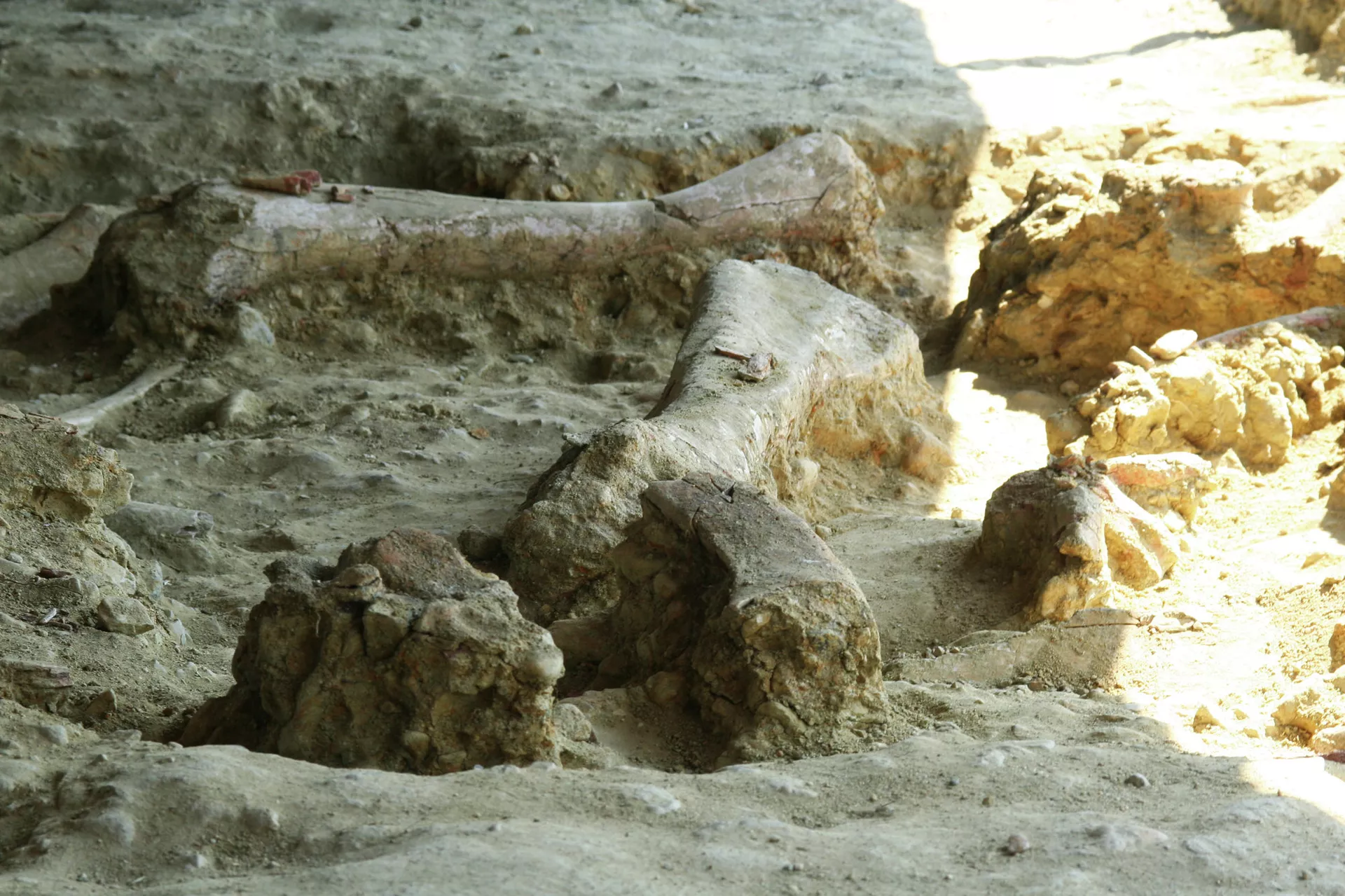 Кости динозавров, обнаруженные при раскопках в Благовещенске - РИА Новости, 1920, 19.08.2022