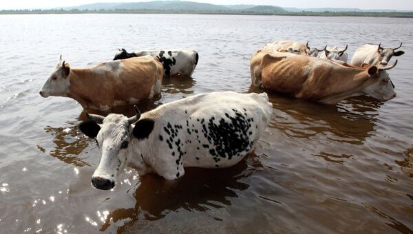 Стадо коров. Архивное фото