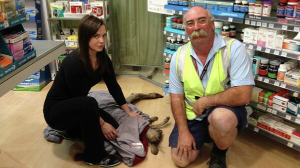 Пострадавший в аэропорту Мельбурна кенгуру