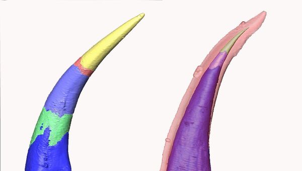 Ученые создали компьютерные модели роста зубов параконодонта (слева) и эуконодонта (справа): эуконодонты отличаются своеобразной эмалью.