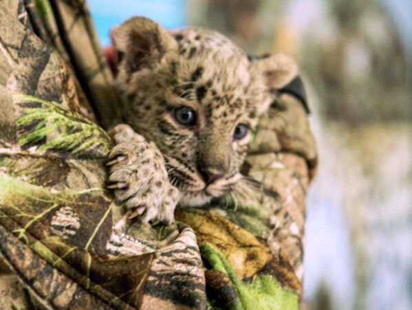 Специалисты сделали прививки котятам леопарда в Сочи