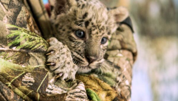 Котенок леопарда в Сочи, архивное фото