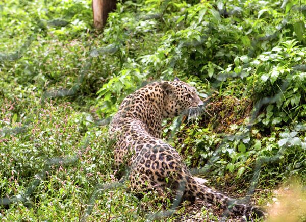 Специалисты сделали прививки котятам леопарда в Сочи